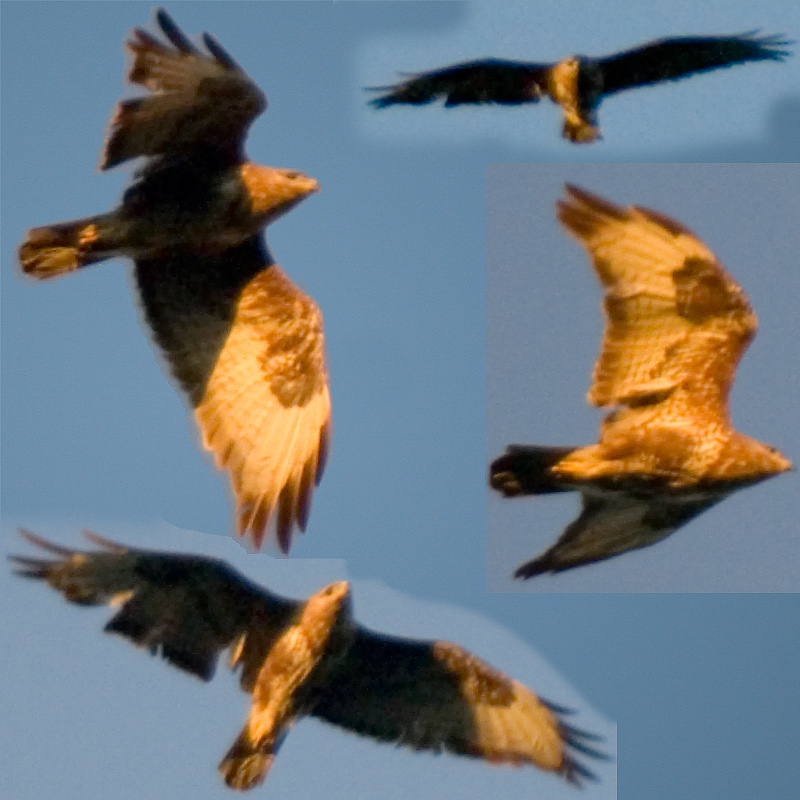 Rapace in Gravina